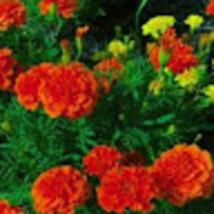 Meet your Posher, Trey